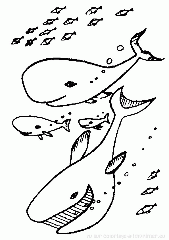 ぬりえページ: 鯨 (動物) #960 - 無料の印刷可能なぬりえページ