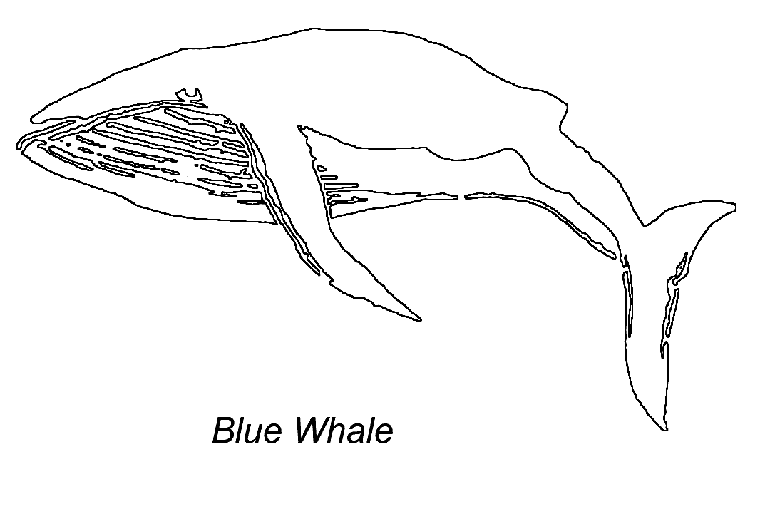 ぬりえページ: 鯨 (動物) #963 - 無料の印刷可能なぬりえページ