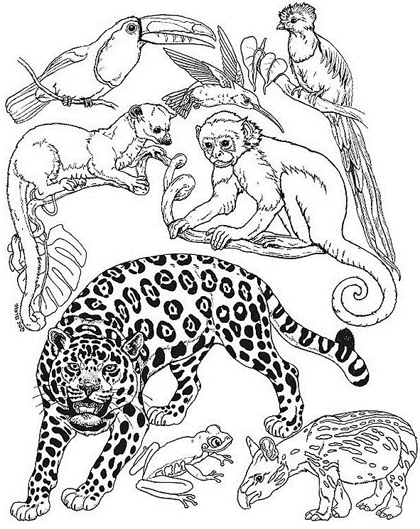ぬりえページ: 野生/ジャングルの動物 (動物) #21101 - 無料の印刷可能なぬりえページ