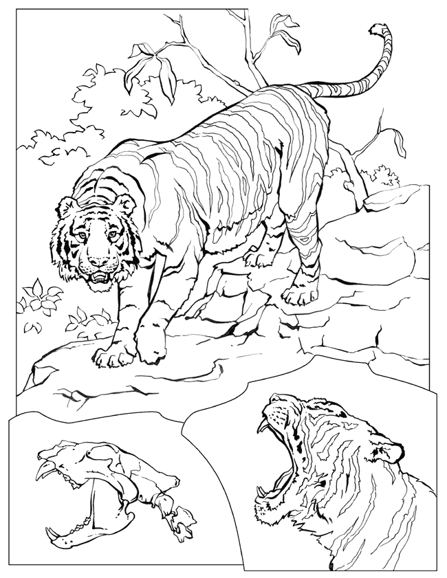 ぬりえページ: 野生/ジャングルの動物 (動物) #21343 - 無料の印刷可能なぬりえページ