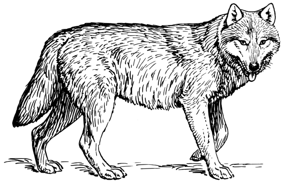 ぬりえページ: 狼 (動物) #10444 - 無料の印刷可能なぬりえページ
