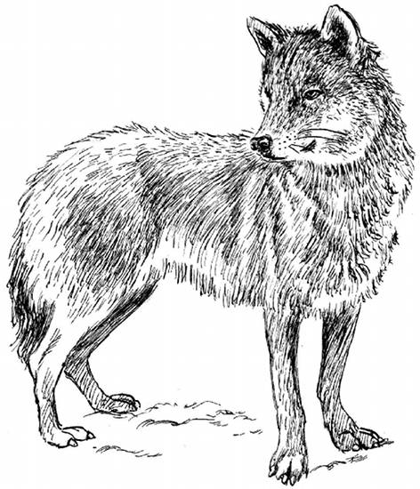 ぬりえページ: 狼 (動物) #10473 - 無料の印刷可能なぬりえページ