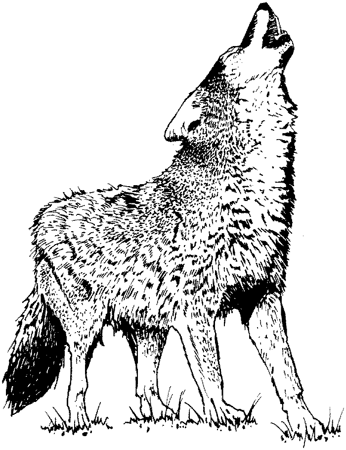 ぬりえページ: 狼 (動物) #10483 - 無料の印刷可能なぬりえページ