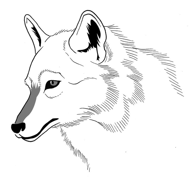 ぬりえページ: 狼 (動物) #10528 - 無料の印刷可能なぬりえページ