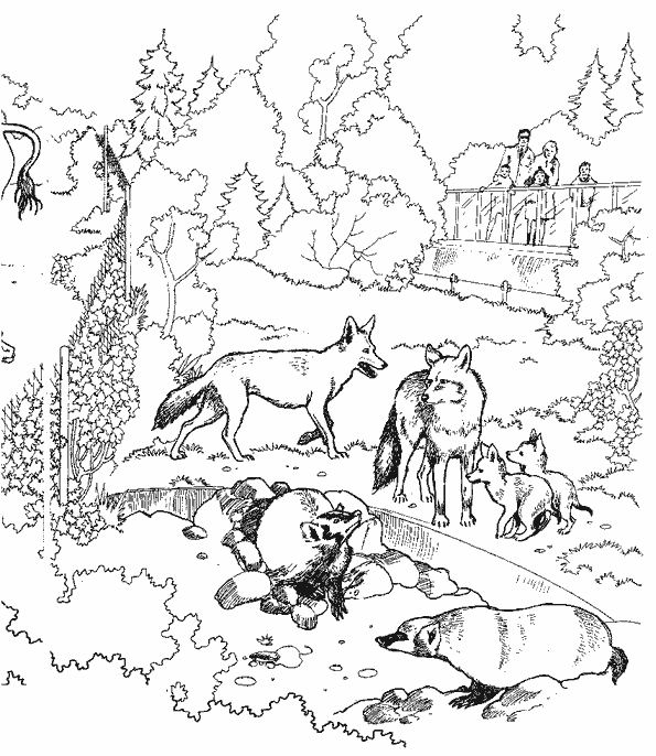 ぬりえページ: 狼 (動物) #10540 - 無料の印刷可能なぬりえページ