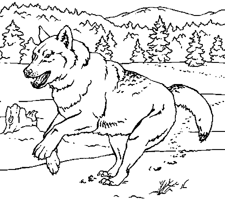 ぬりえページ: 狼 (動物) #10555 - 無料の印刷可能なぬりえページ