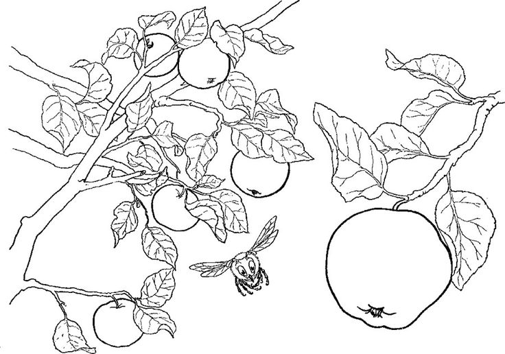 ぬりえページ: リンゴの木 (自然) #163774 - 無料の印刷可能なぬりえページ