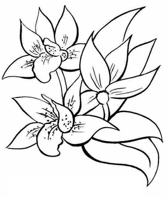 ぬりえページ: 花束 (自然) #160860 - 無料の印刷可能なぬりえページ