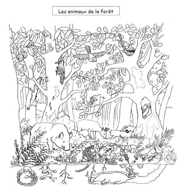 ぬりえページ: 森 (自然) #157010 - 無料の印刷可能なぬりえページ