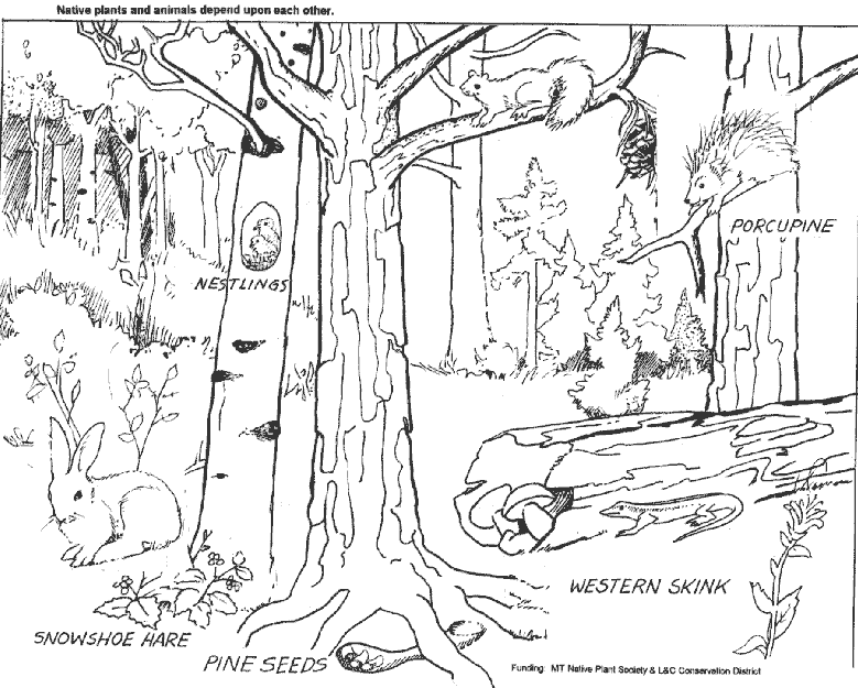 ぬりえページ: 森 (自然) #157021 - 無料の印刷可能なぬりえページ