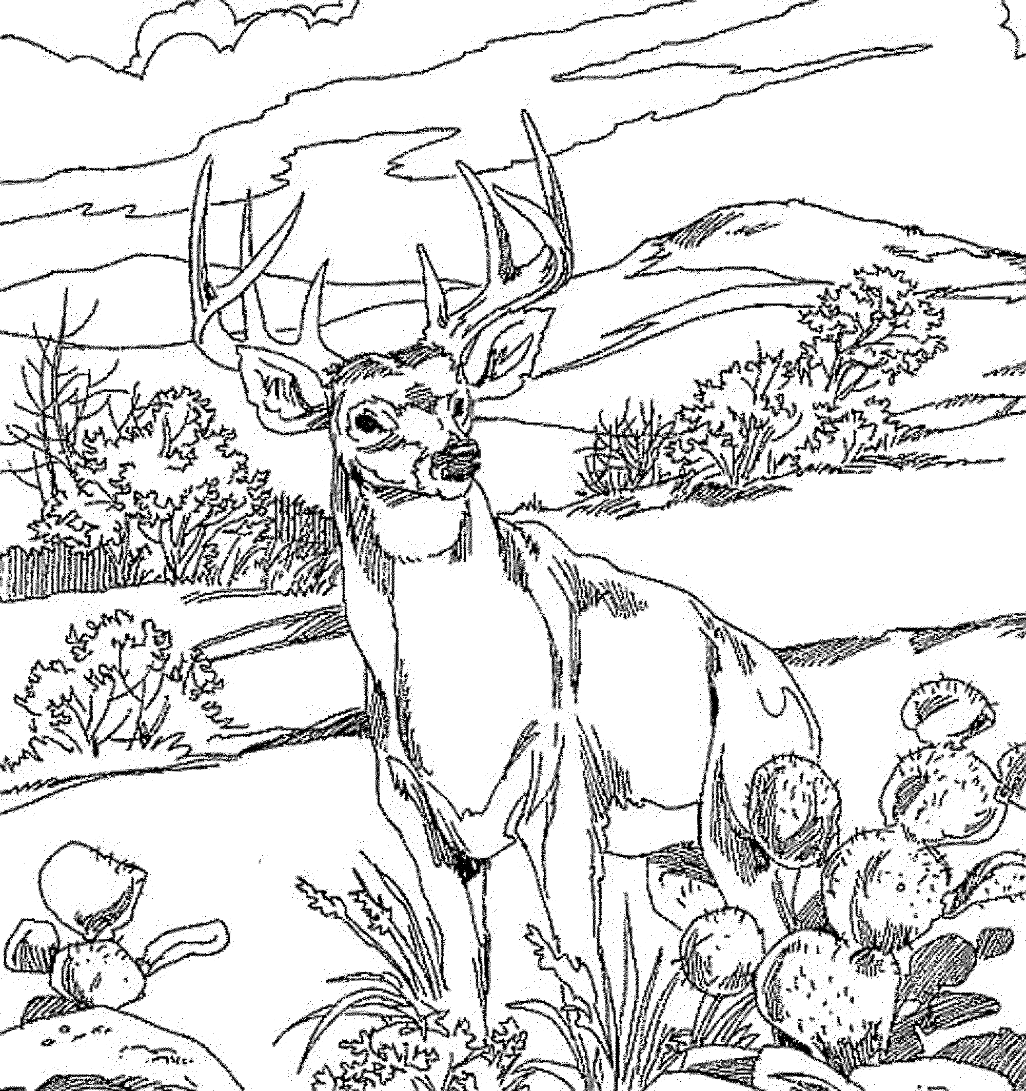 ぬりえページ: 森 (自然) #157212 - 無料の印刷可能なぬりえページ