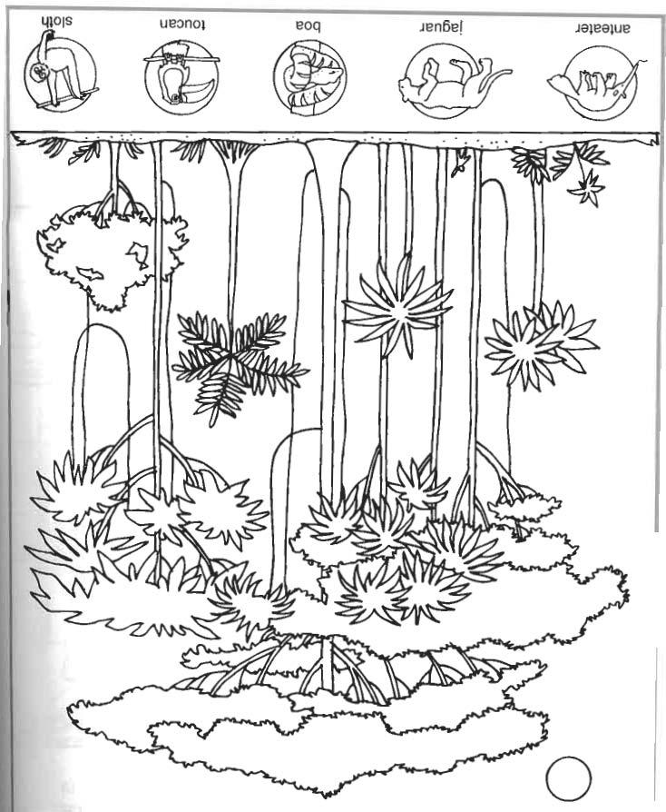 ぬりえページ: 森 (自然) #157251 - 無料の印刷可能なぬりえページ