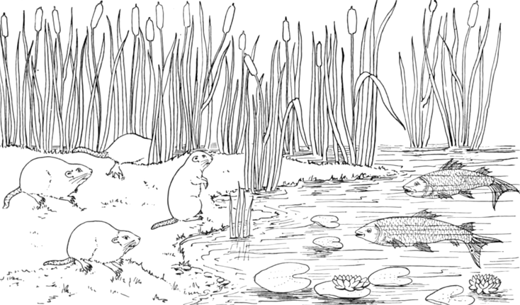 ぬりえページ: 湖 (自然) #166123 - 無料の印刷可能なぬりえページ
