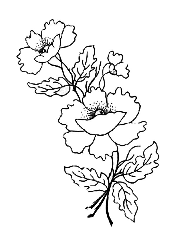 ぬりえページ: ポピー (自然) #162481 - 無料の印刷可能なぬりえページ
