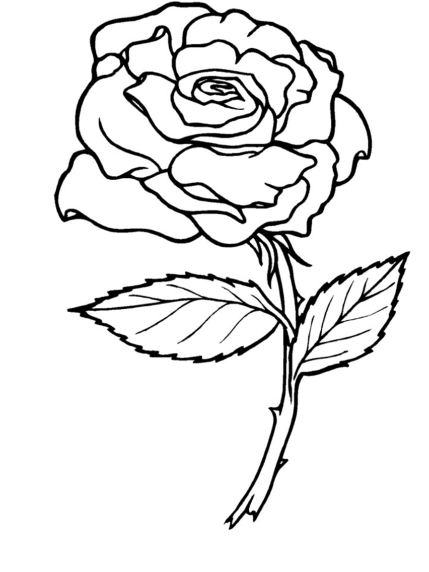 ぬりえページ: バラ (自然) #161864 - 無料の印刷可能なぬりえページ