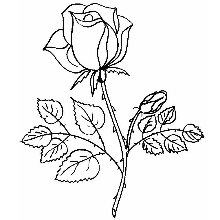 ぬりえページ: バラ (自然) #161867 - 無料の印刷可能なぬりえページ