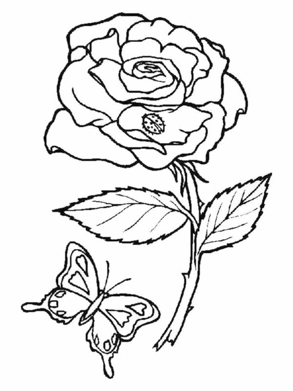 ぬりえページ: バラ (自然) #161885 - 無料の印刷可能なぬりえページ