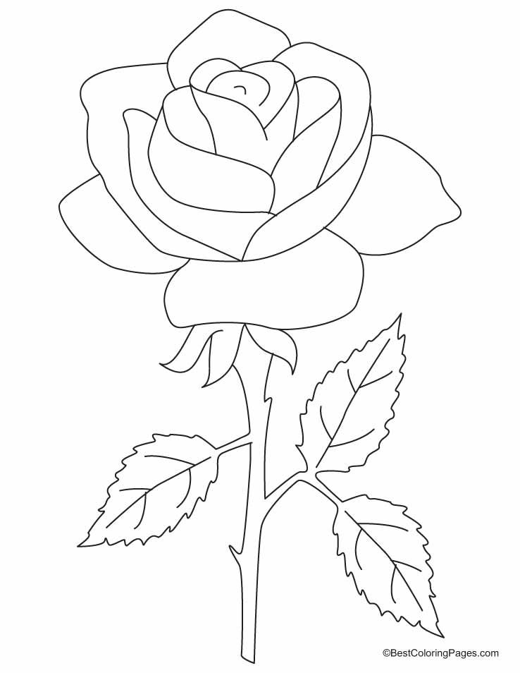 ぬりえページ: バラ (自然) #161893 - 無料の印刷可能なぬりえページ
