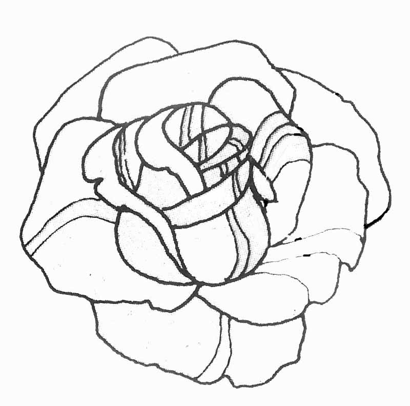 ぬりえページ: バラ (自然) #161898 - 無料の印刷可能なぬりえページ