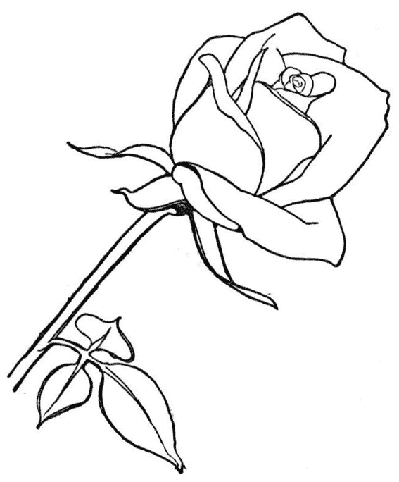 ぬりえページ: バラ (自然) #161906 - 無料の印刷可能なぬりえページ