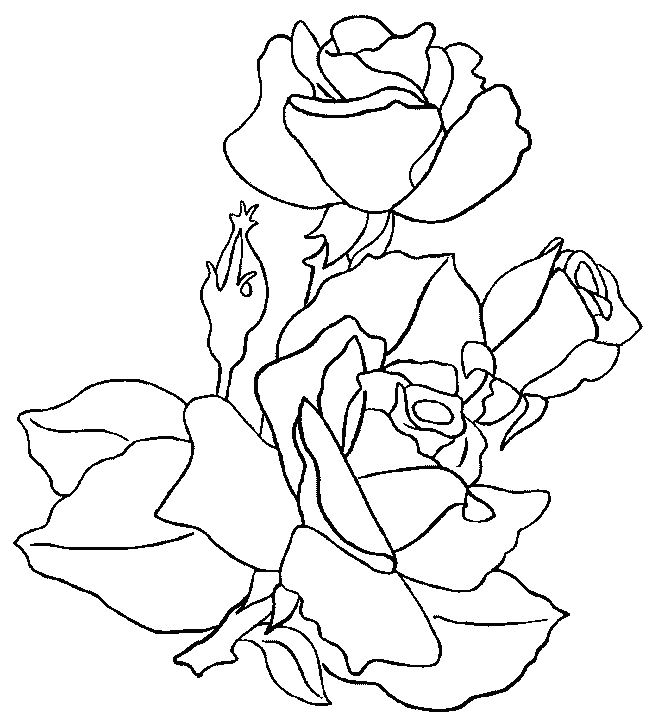 ぬりえページ: バラ (自然) #161908 - 無料の印刷可能なぬりえページ