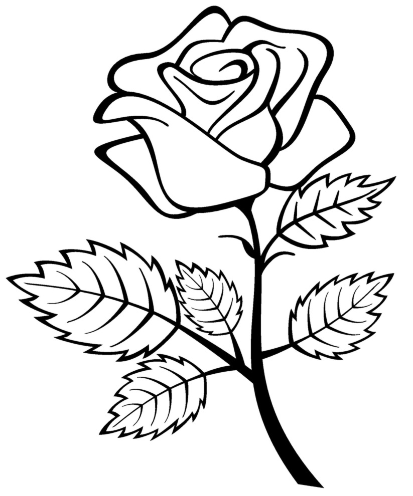 ぬりえページ: バラ (自然) #161909 - 無料の印刷可能なぬりえページ