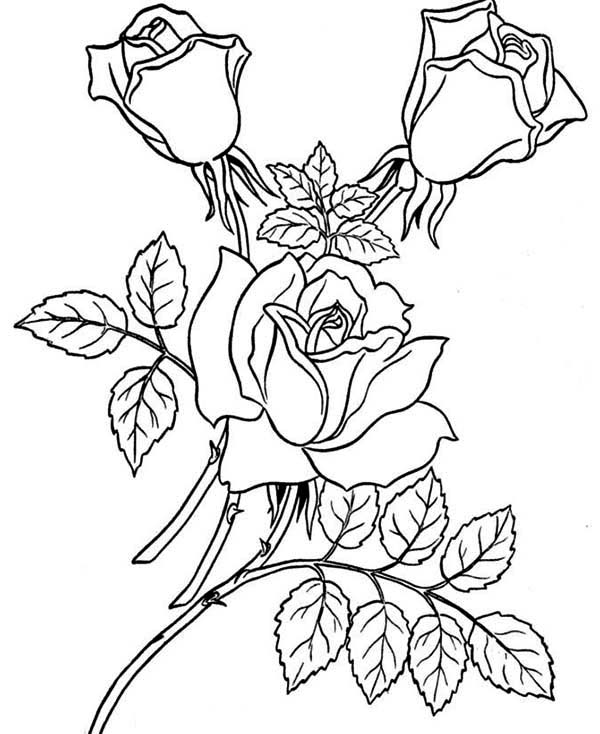 ぬりえページ: バラ (自然) #161918 - 無料の印刷可能なぬりえページ