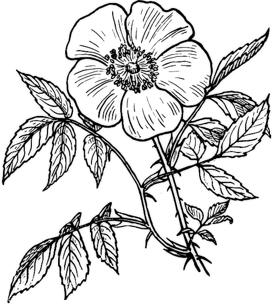 ぬりえページ: バラ (自然) #161921 - 無料の印刷可能なぬりえページ