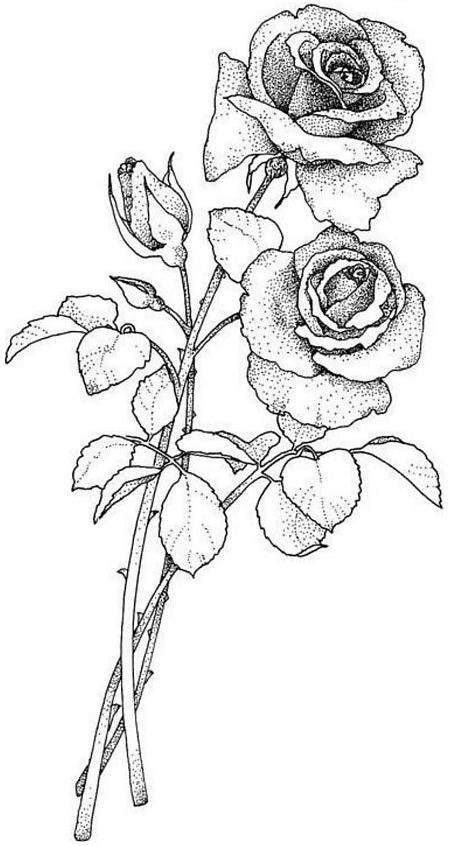 ぬりえページ: バラ (自然) #161948 - 無料の印刷可能なぬりえページ