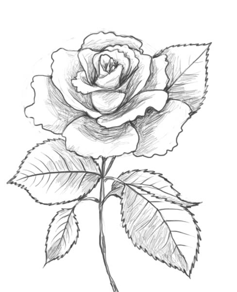 ぬりえページ: バラ (自然) #161955 - 無料の印刷可能なぬりえページ