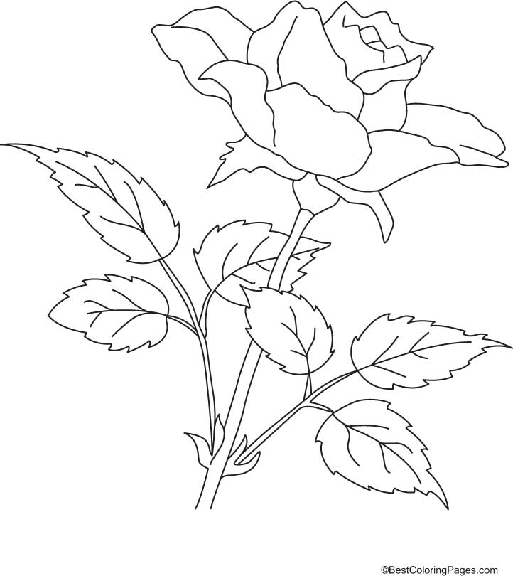 ぬりえページ: バラ (自然) #161964 - 無料の印刷可能なぬりえページ