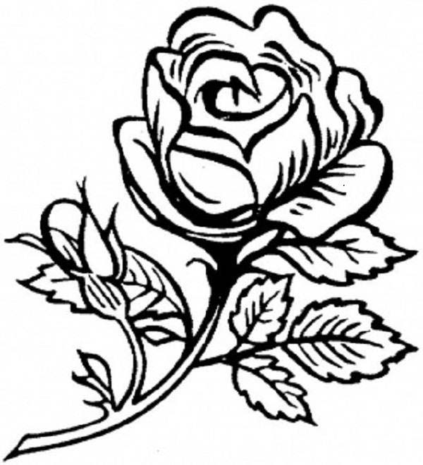 ぬりえページ: バラ (自然) #162020 - 無料の印刷可能なぬりえページ