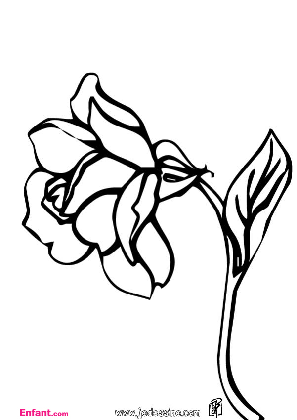 ぬりえページ: バラ (自然) #162026 - 無料の印刷可能なぬりえページ