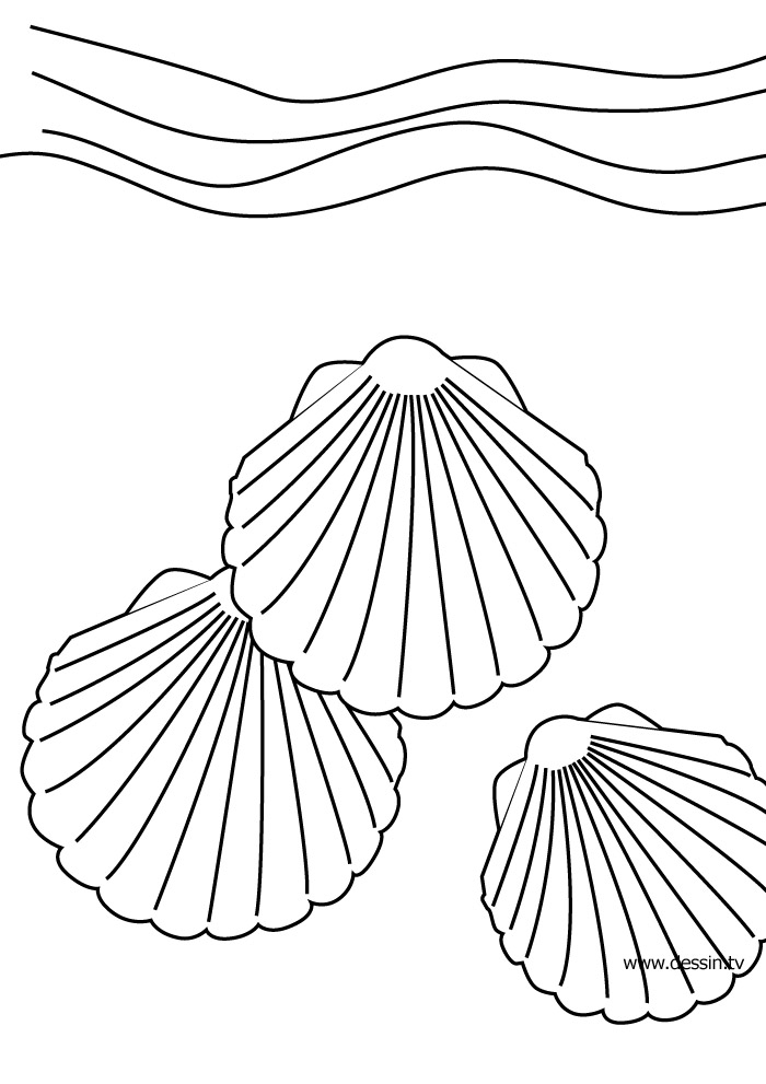 ぬりえページ: 貝 (自然) #163146 - 無料の印刷可能なぬりえページ