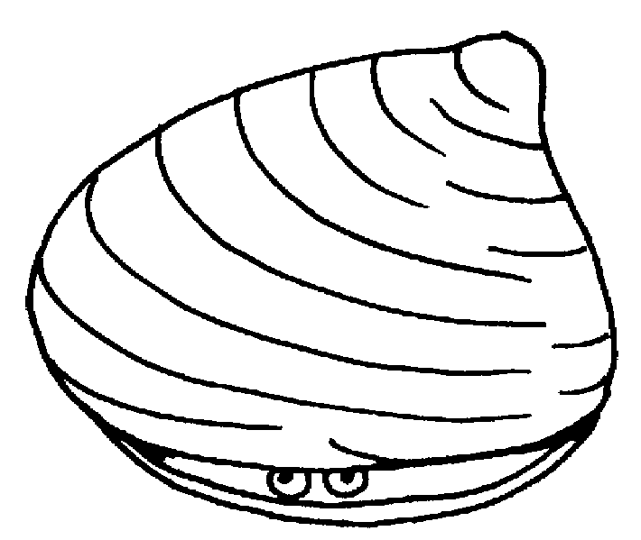ぬりえページ: 貝 (自然) #163207 - 無料の印刷可能なぬりえページ