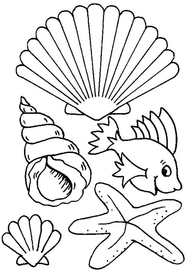 ぬりえページ: 貝 (自然) #163251 - 無料の印刷可能なぬりえページ
