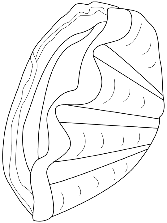 ぬりえページ: 貝 (自然) #163266 - 無料の印刷可能なぬりえページ