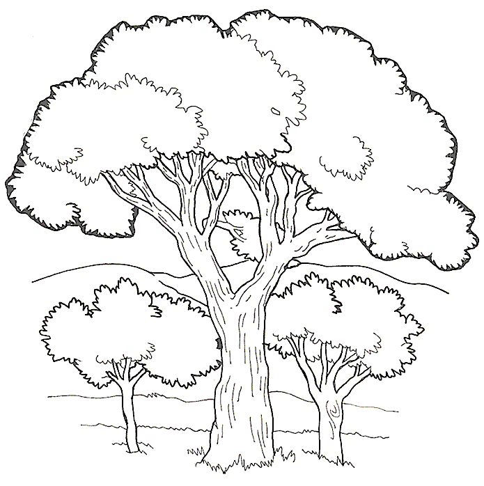 ぬりえページ: 木 (自然) #154733 - 無料の印刷可能なぬりえページ