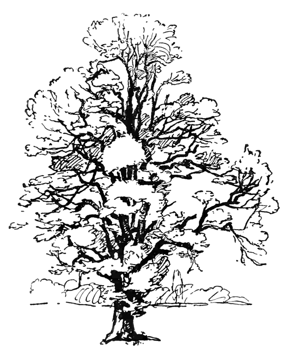 ぬりえページ: 木 (自然) #154743 - 無料の印刷可能なぬりえページ