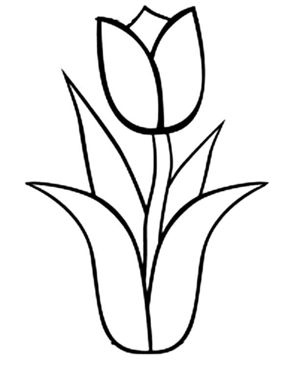 ぬりえページ: チューリップ (自然) #161652 - 無料の印刷可能なぬりえページ