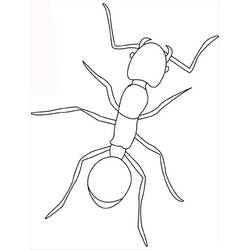 ぬりえページ: 蟻 (動物) #6921 - 無料の印刷可能なぬりえページ