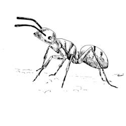 ぬりえページ: 蟻 (動物) #6963 - 無料の印刷可能なぬりえページ