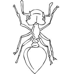 ぬりえページ: 蟻 (動物) #6965 - 無料の印刷可能なぬりえページ