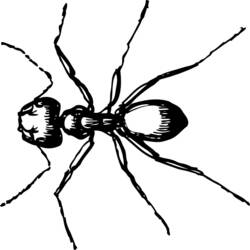 ぬりえページ: 蟻 (動物) #6966 - 無料の印刷可能なぬりえページ