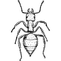 ぬりえページ: 蟻 (動物) #6969 - 無料の印刷可能なぬりえページ