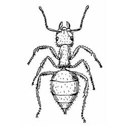 ぬりえページ: 蟻 (動物) #7013 - 無料の印刷可能なぬりえページ