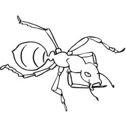 ぬりえページ: 蟻 (動物) #7019 - 無料の印刷可能なぬりえページ