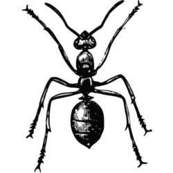ぬりえページ: 蟻 (動物) #7043 - 無料の印刷可能なぬりえページ