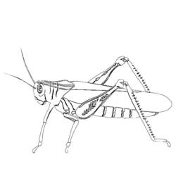 ぬりえページ: 蟻 (動物) #7082 - 無料の印刷可能なぬりえページ