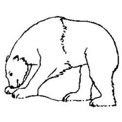 ぬりえページ: クマ (動物) #12231 - 無料の印刷可能なぬりえページ